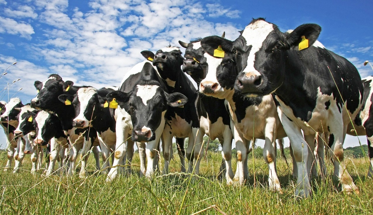 dairy cattle welfare, dairy cow