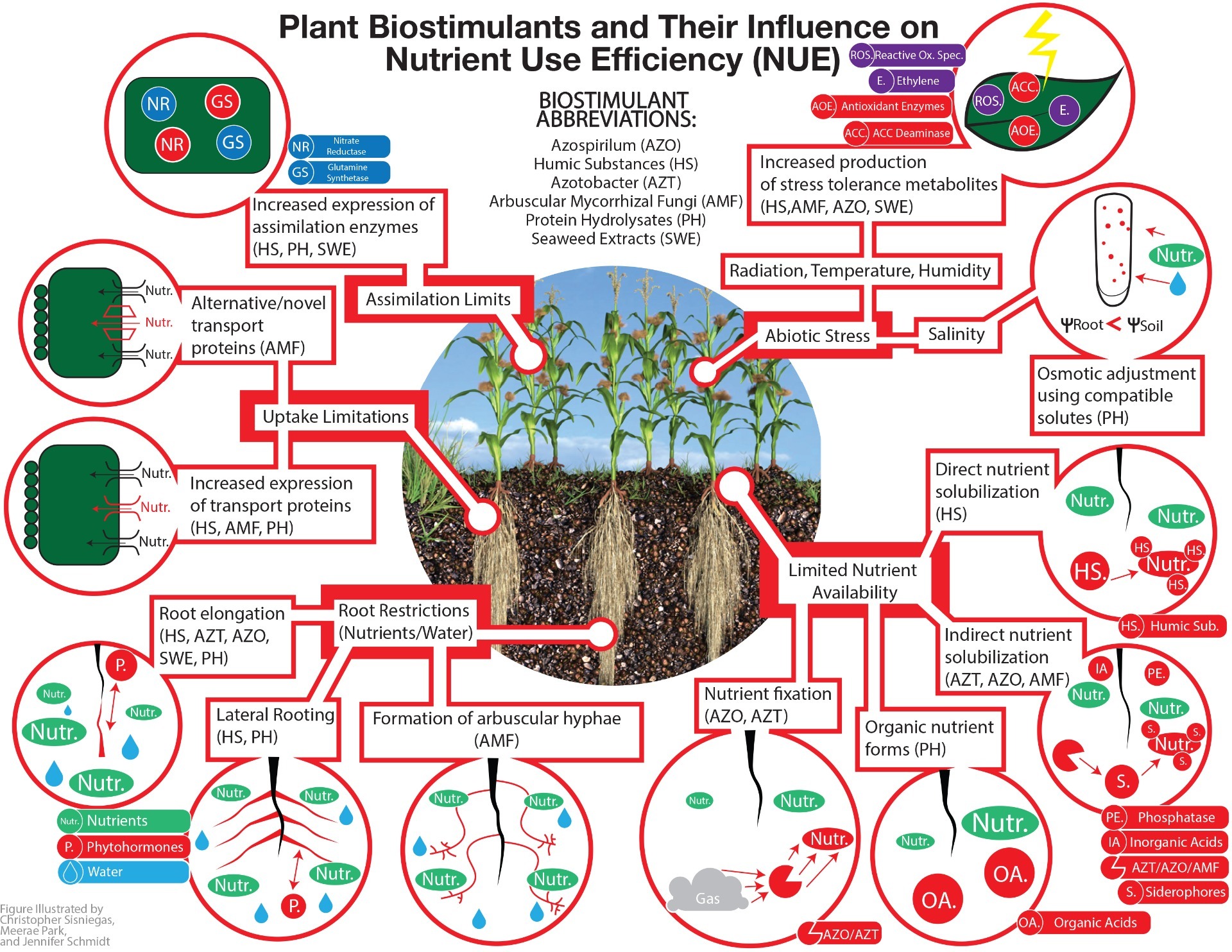 Plant biostimulants and their influence on NUE