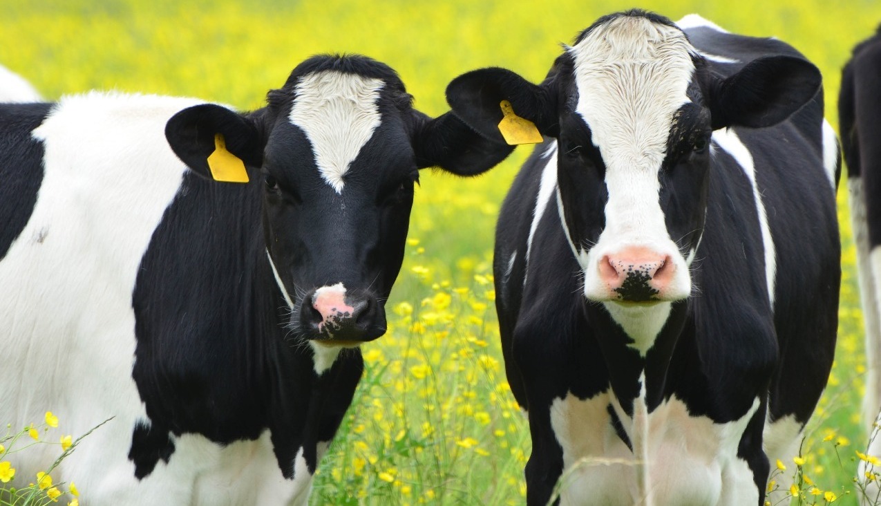 image of two dairy cattle