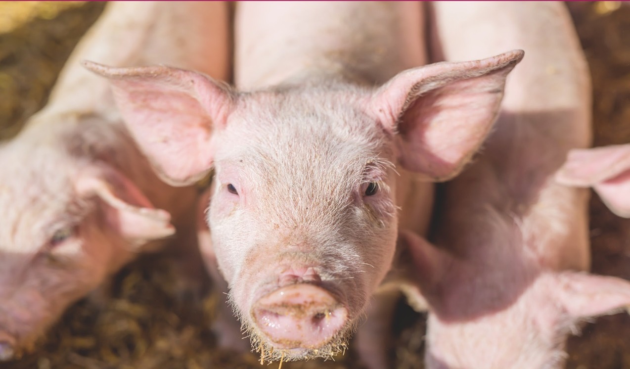 close-up image of a pig