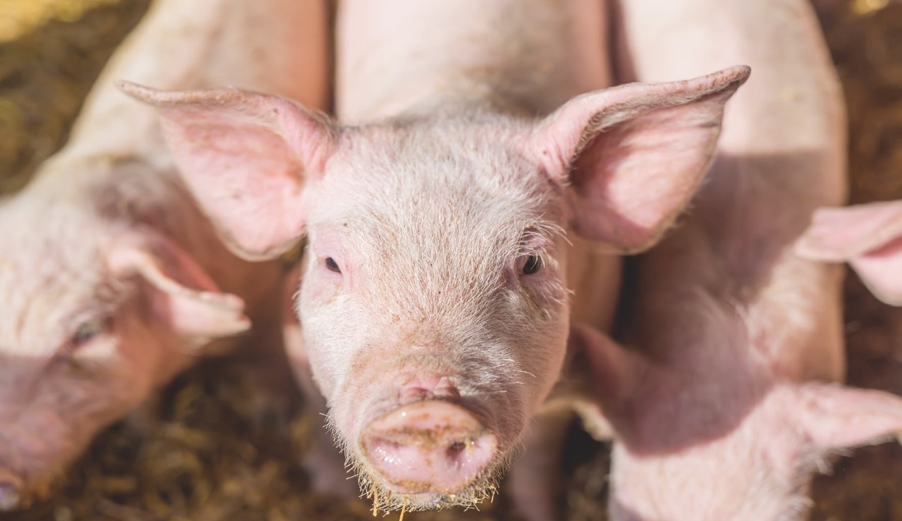 pig feed, food loss and waste