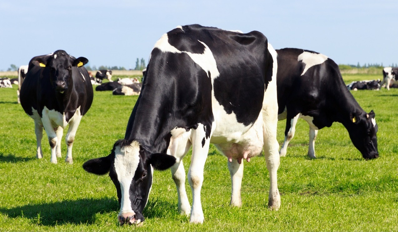 dairy cattle, mastitis