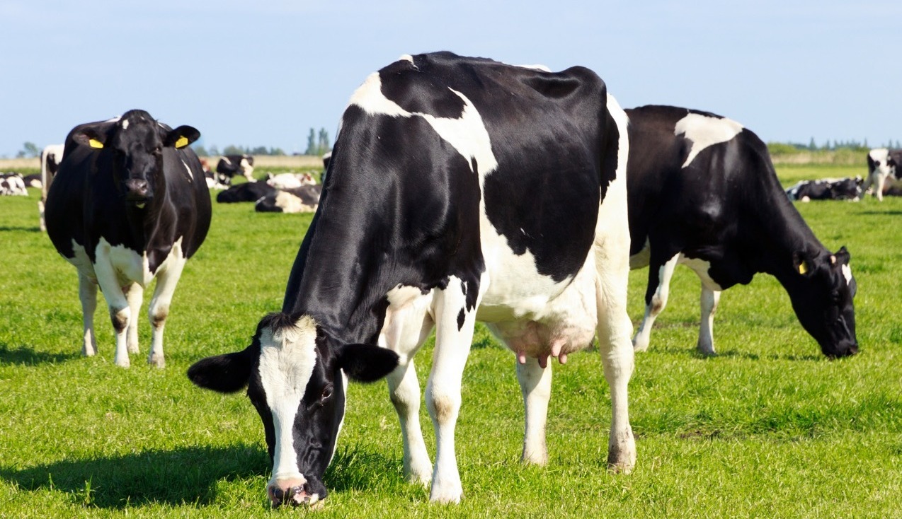 GHG emissions, dairy cows, livestock