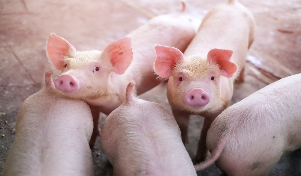 image of herd of young piglets