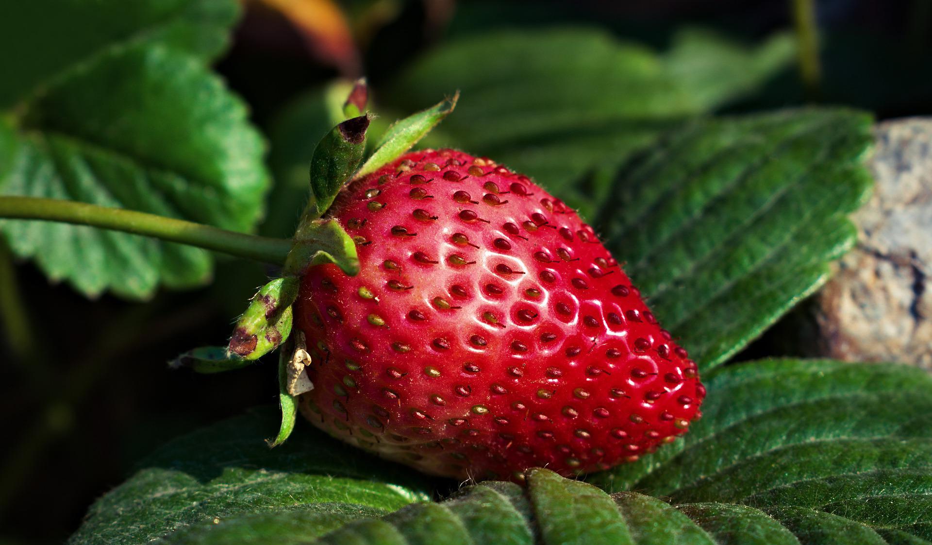 close-up image of a strawberry growing
