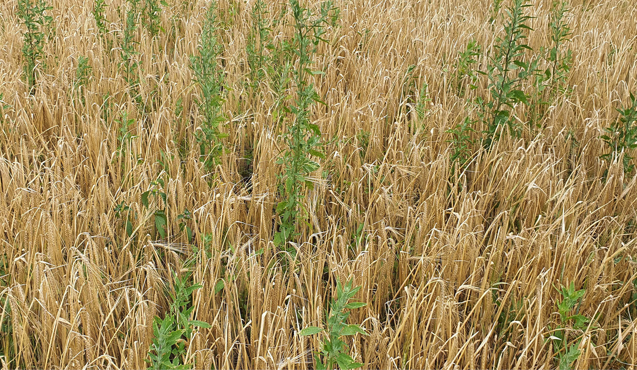 Field of wheat affected by weeds