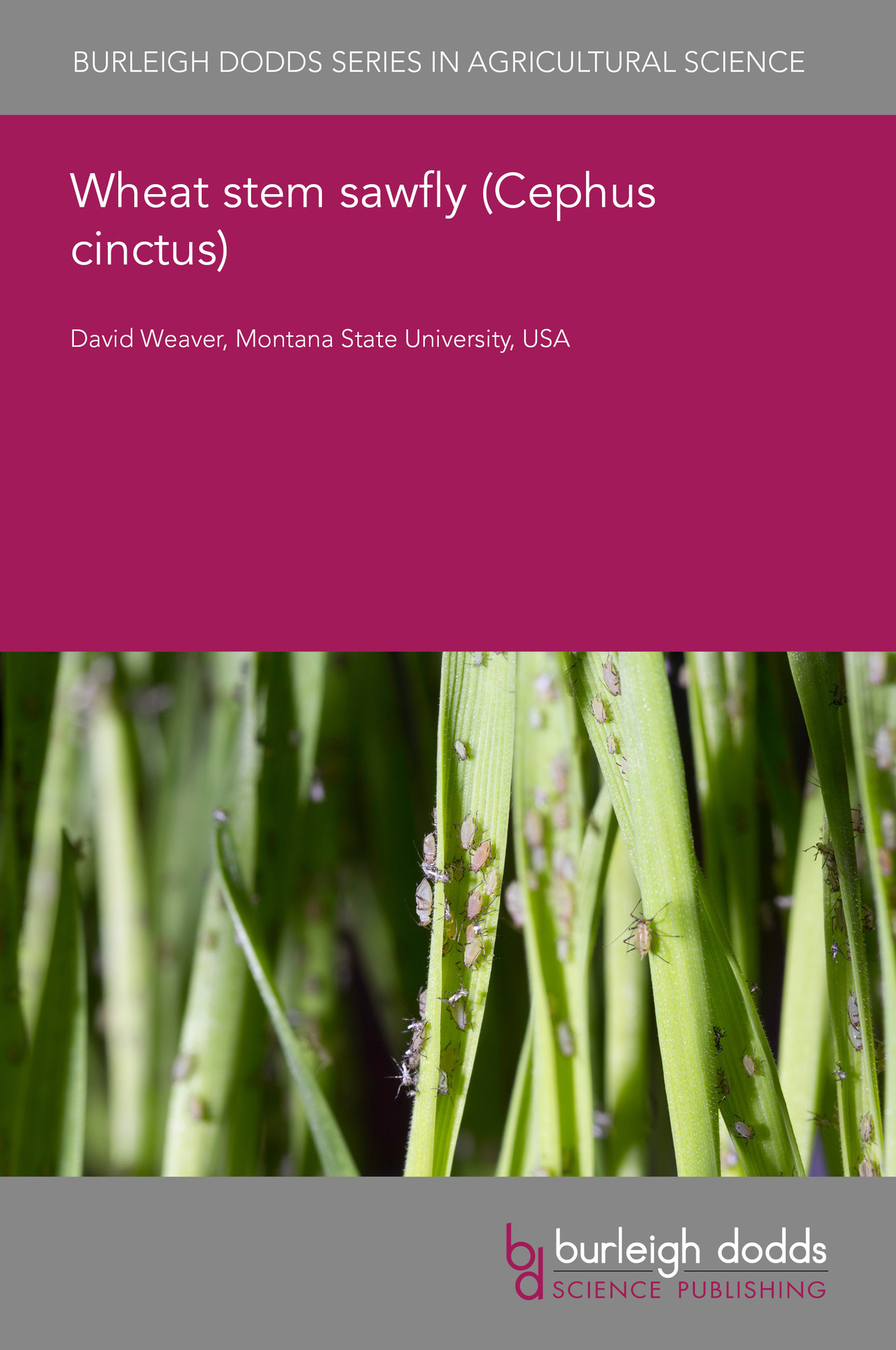 Wheat stem sawfly (Cephus cinctus)