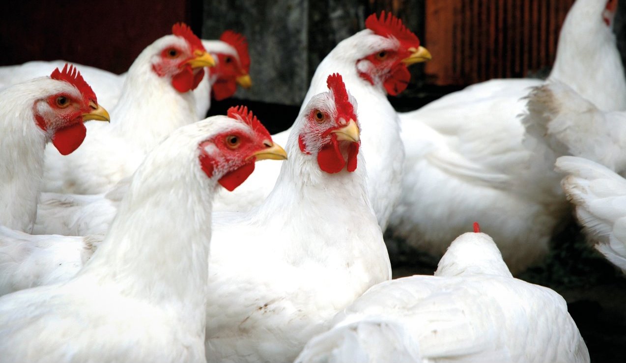 poultry health, poultry welfare, virtual reality