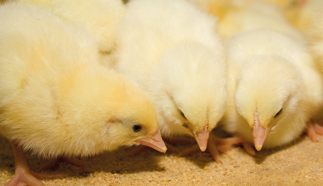animal welfare, chicken welfare standards