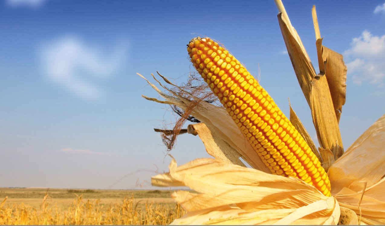 maize, gene editing, maize research