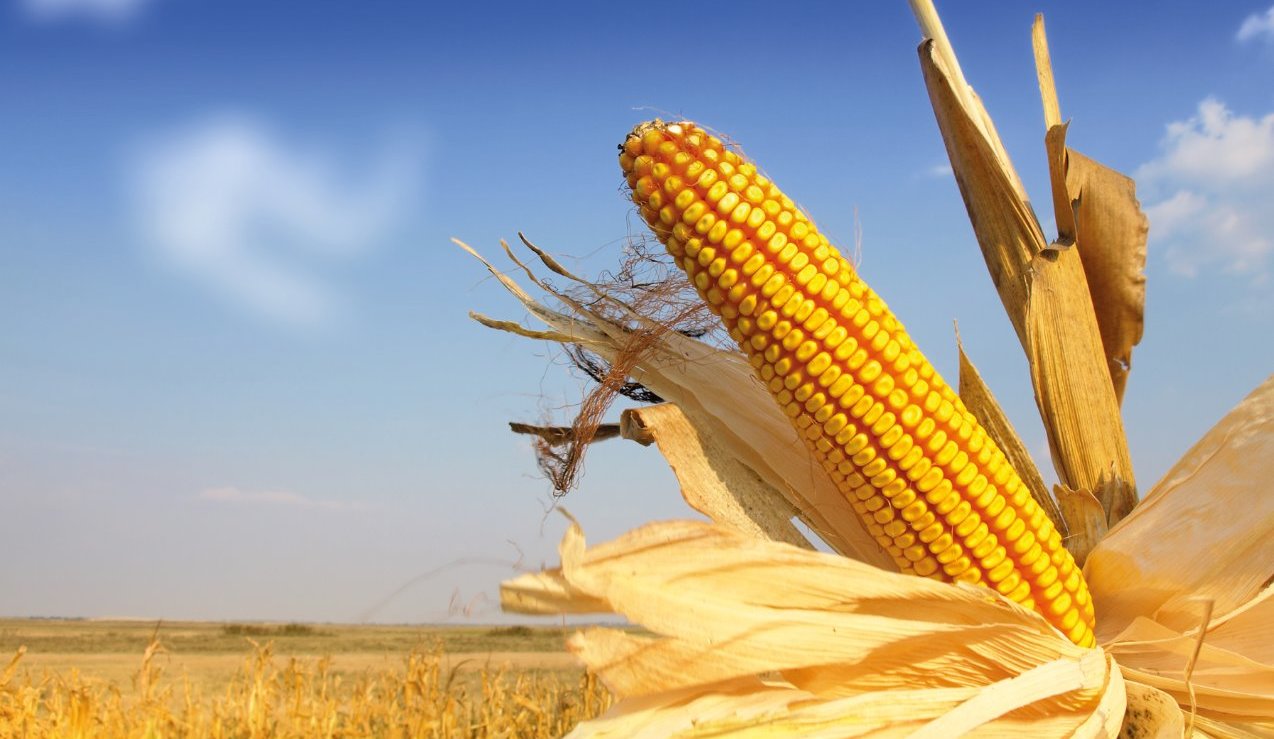 maize, smallholder farmers