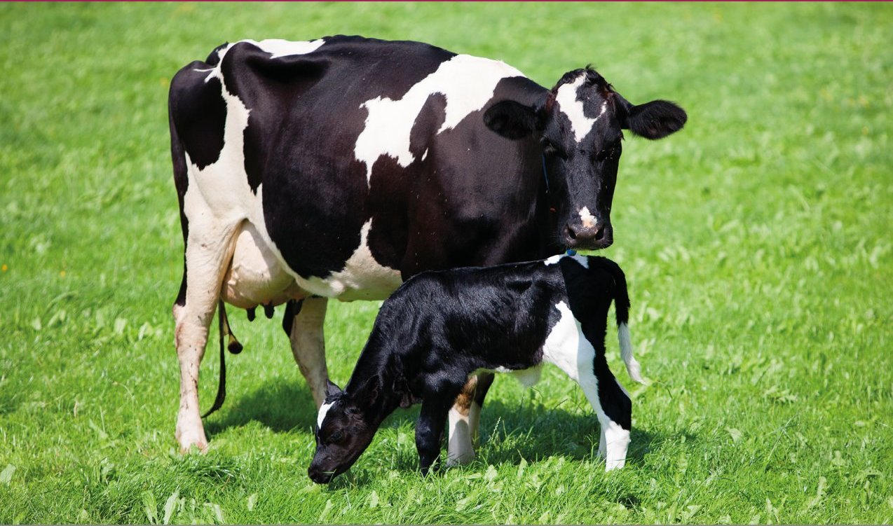 newborn calf health, probiotics