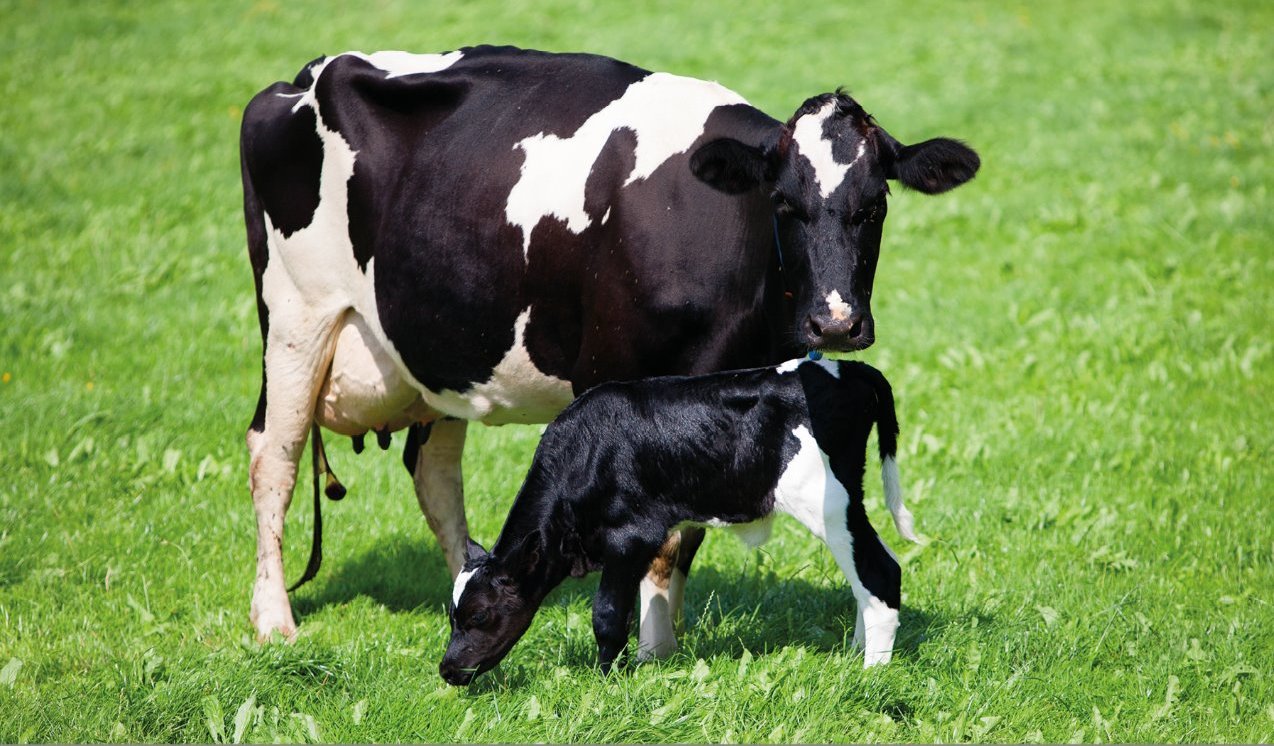 mastitis, dairy cattle