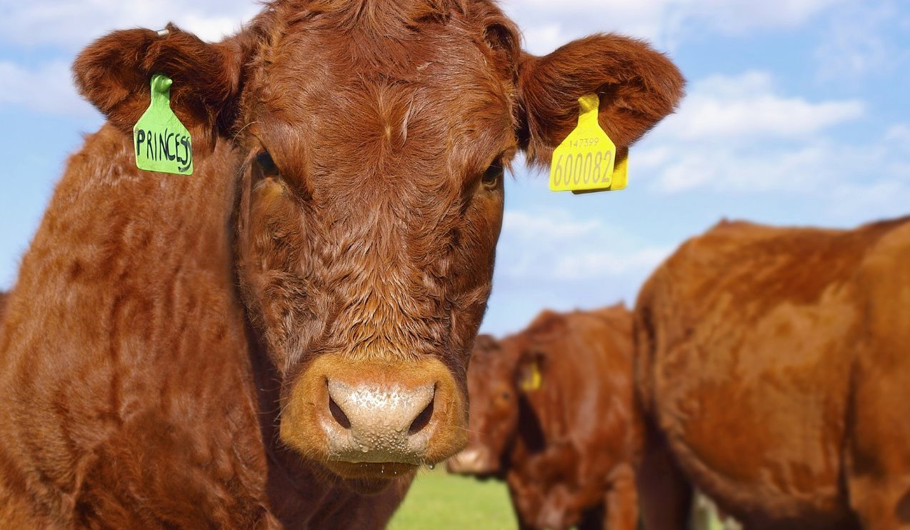 Close-up image of a beef cow