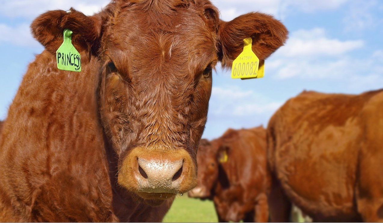 image of a beef cow looking at camera