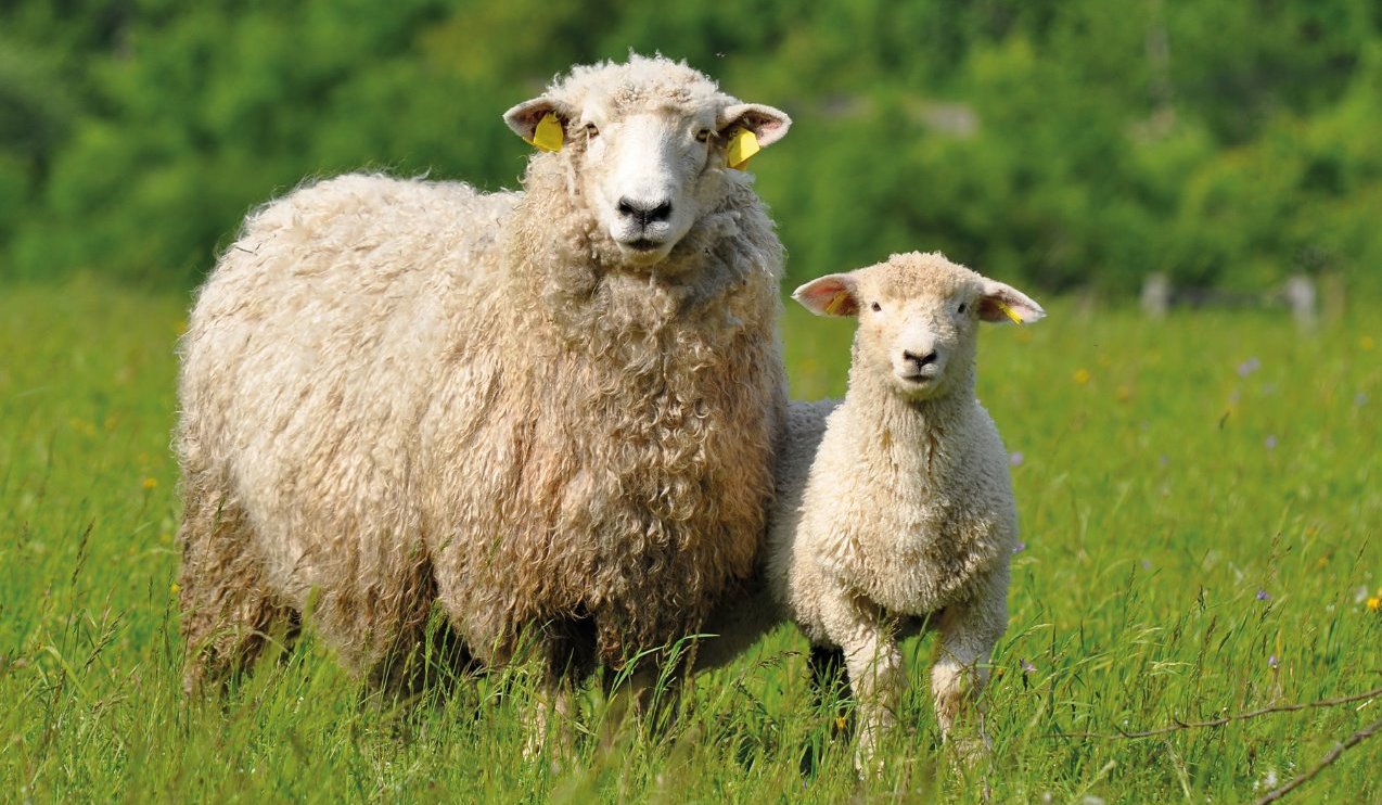 sheep, sheep health, sheep disease