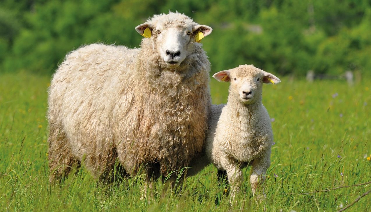 sheep, sheep research, sheep science