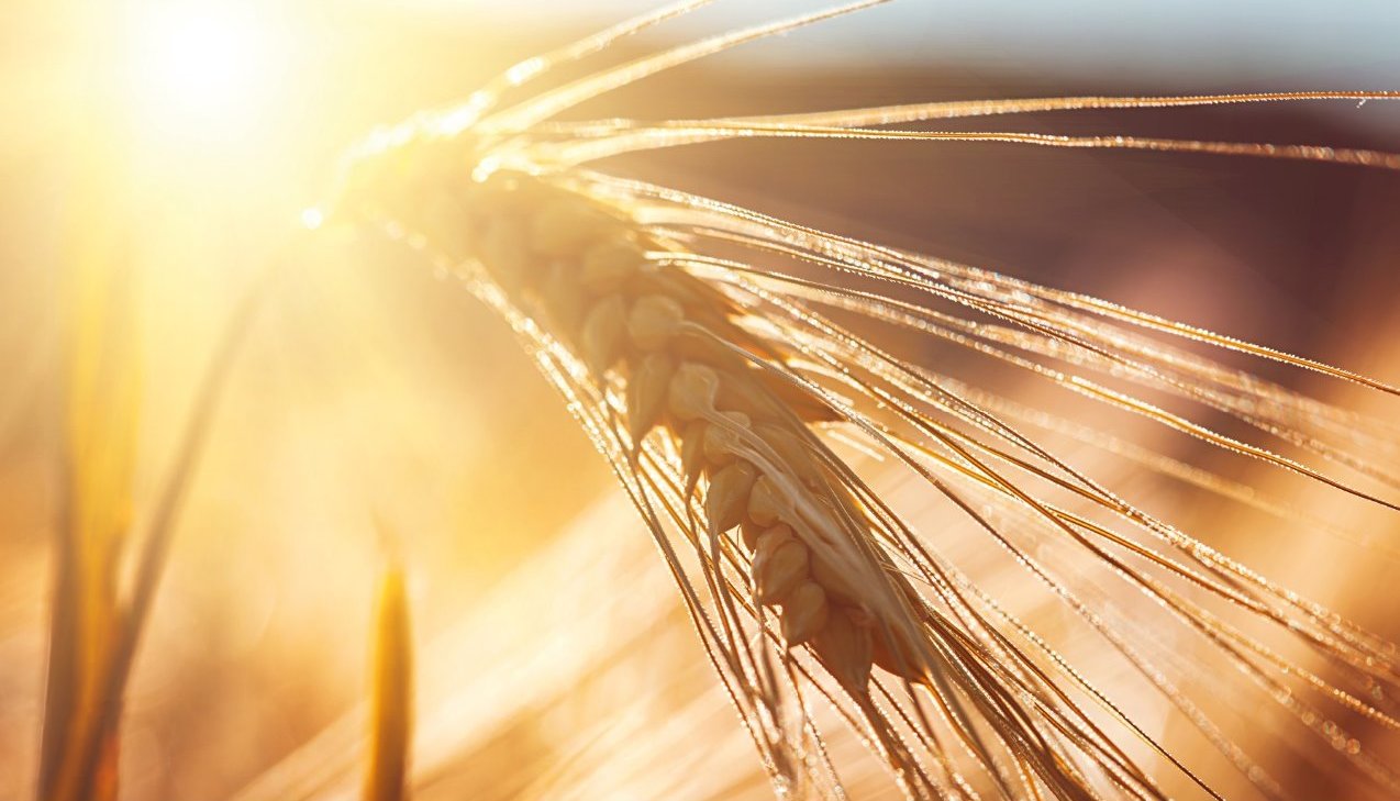 GMO crops, GMO wheat