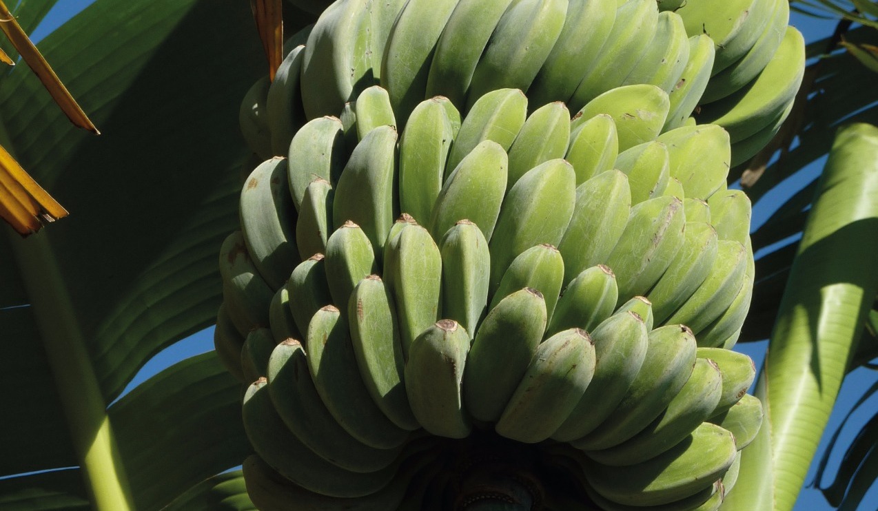 bunch of bananas growing on a tree