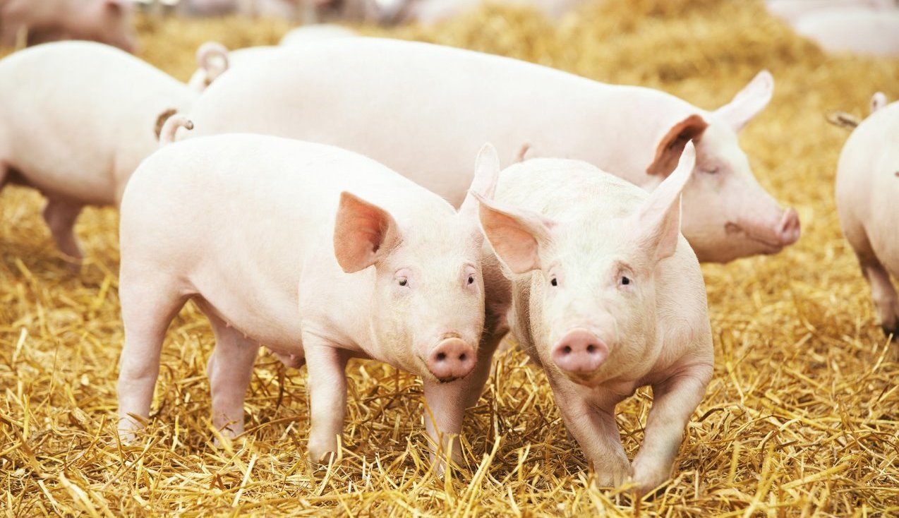 pig meat, pigs, pig disease, pig virus