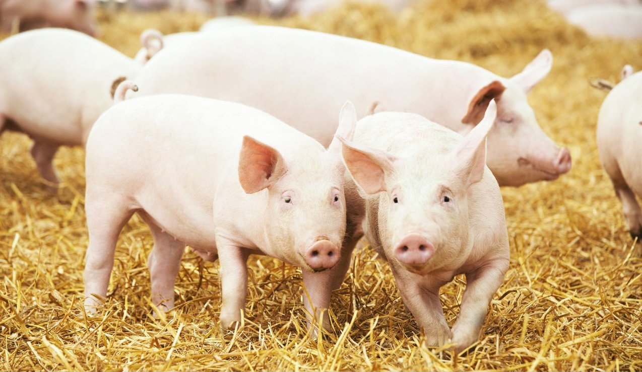 pig meat, pig research, swine fever