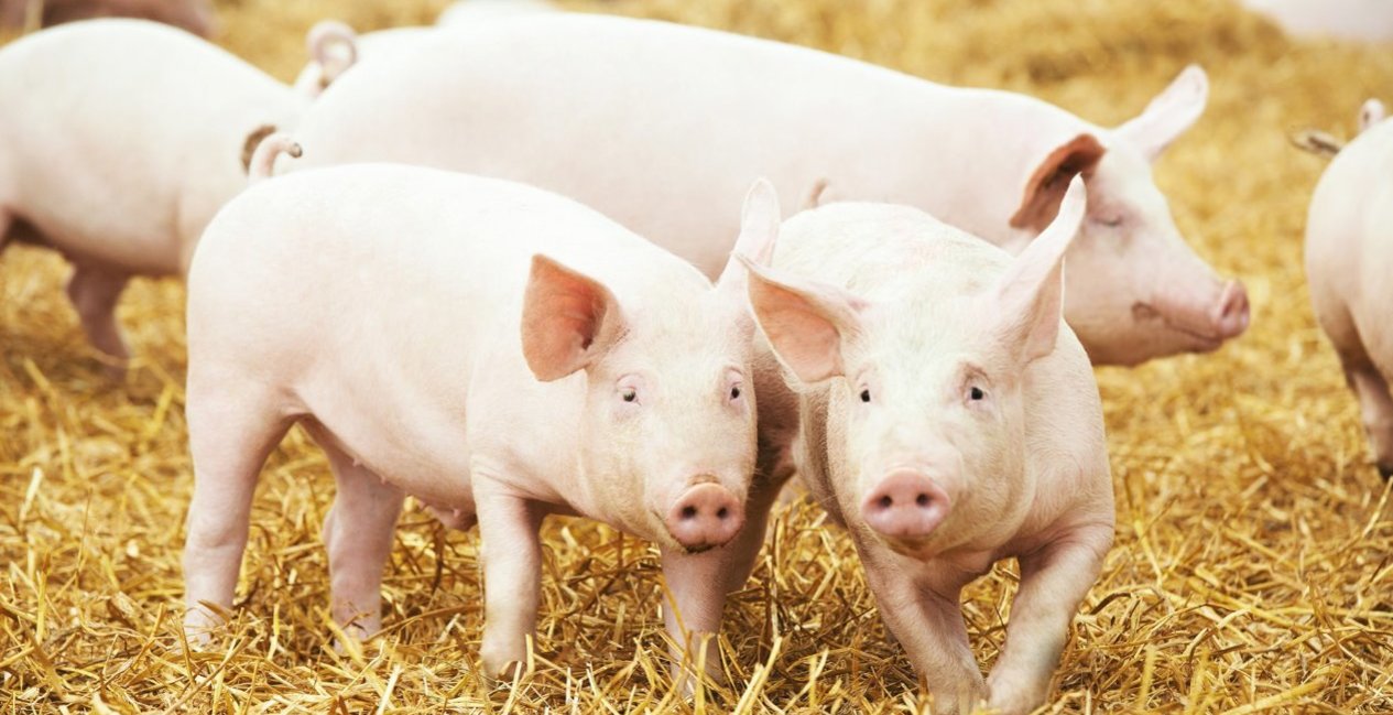 pigs, ASF, Burleigh, Dodds, publishing, crops, livestock