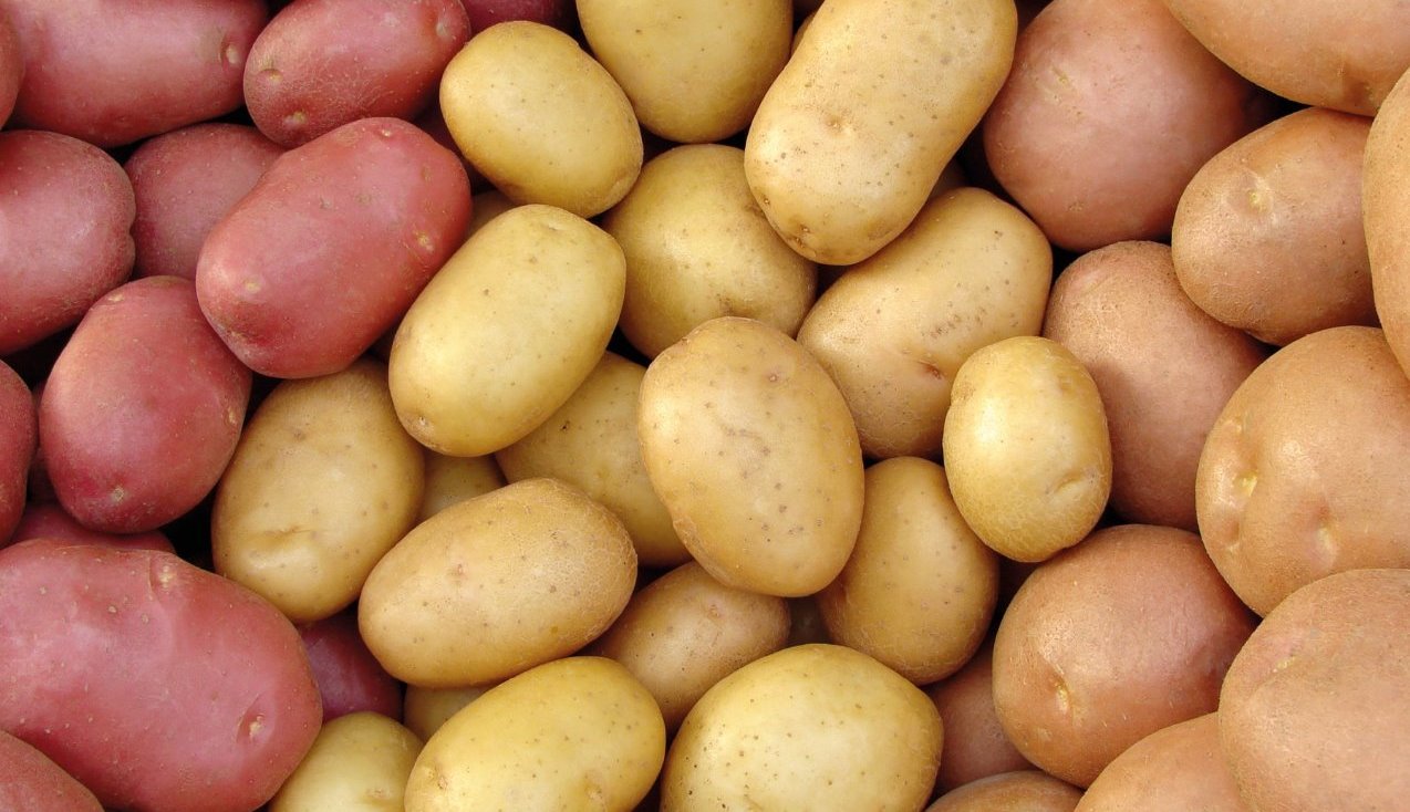potatoes, potato research