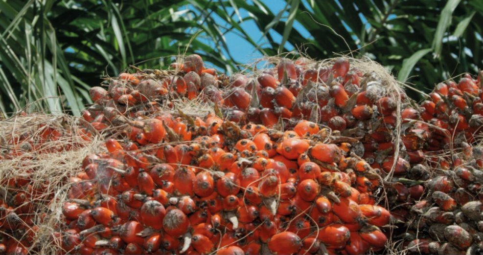 Oil palm, Burleigh, Dodds, publishing, crops, livestock 