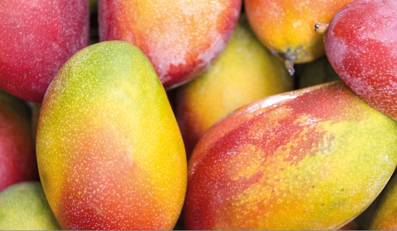 mangoes, mango research