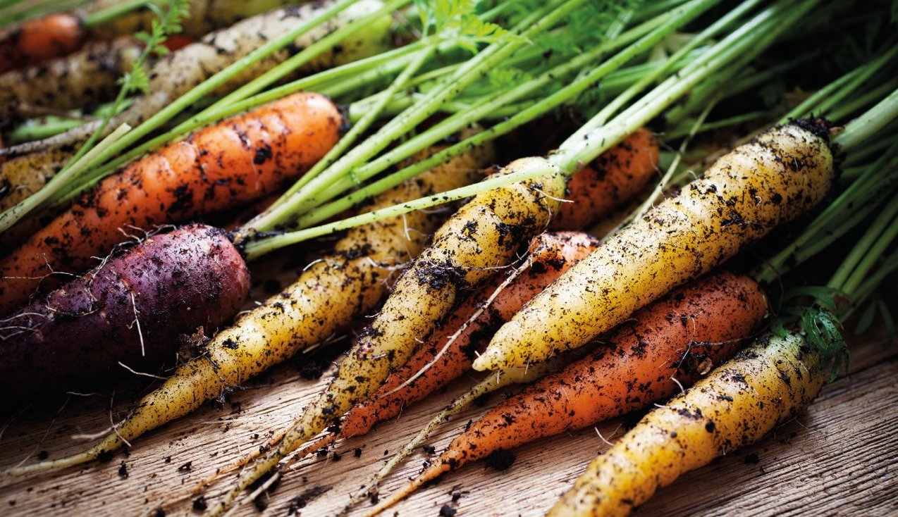 image of freshly picked carrots