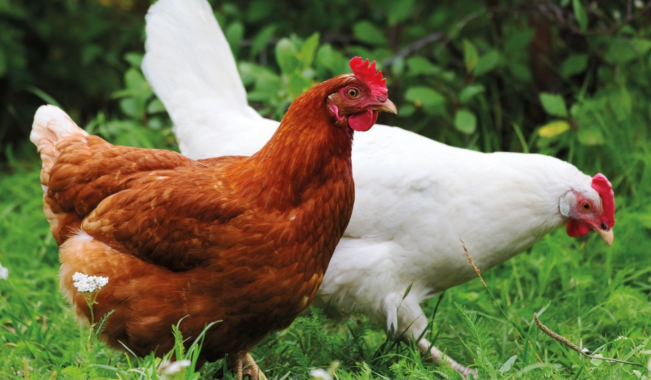 image of two chickens pecking at grass